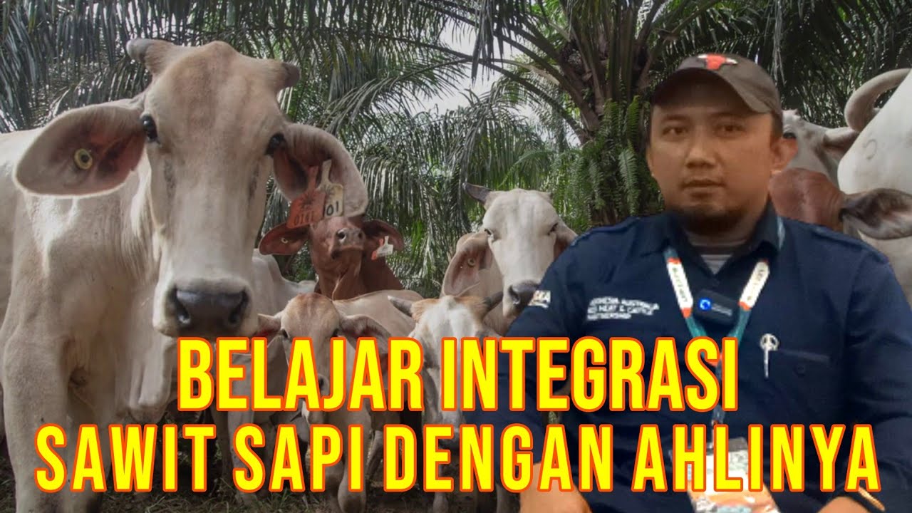 
                                 Potensi-Integrasi-Sapi-Sawit-Di-Indonesia